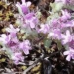 Thymus dolomiticus flower picture by Stéphane Mars (cc-by-sa)