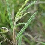 Polygala sphenoptera leaf picture by susan brown (cc-by-sa)