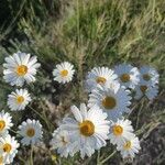 Tanacetum cinerariifolium flower picture by Dark Knight Nazgul (cc-by-sa)