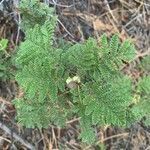 Chamaebatia foliolosa leaf picture by Nick Green (cc-by-sa)