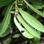 Drymonia stenophylla leaf picture by Nelson Zamora Villalobos (cc-by-nc)