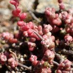 Sedum brevifolium leaf picture by Sylvain Piry (cc-by-sa)