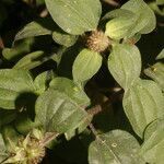 Heterotis rotundifolia habit picture by Nelson Zamora Villalobos (cc-by-nc)