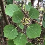 Populus tremula leaf picture by Berkay Helvaci (cc-by-sa)