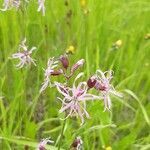 Silene flos-cuculi flower picture by Jaak Pärtel (cc-by-sa)