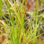 Isolepis fluitans flower picture by Schnittler Martin (cc-by-sa)