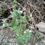 Galeopsis ladanum habit picture by Sloeniy Sloeniy (cc-by-sa)