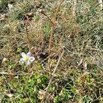 Saxifraga granulata habit picture by Jean-Marie Frenoux (cc-by-sa)