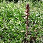 Orobanche minor habit picture by beurny (cc-by-sa)