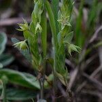 Lysimachia linum-stellatum habit picture by John Walsh (cc-by-sa)