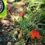 Silene laciniata flower picture by Mellifluous Magpie (cc-by-sa)