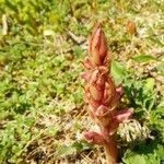 Orobanche alba flower picture by Camille Le Noan (cc-by-sa)