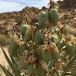 Yucca brevifolia fruit picture by Chelsea Jeeves (cc-by-sa)