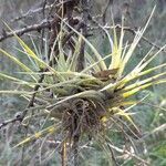 Tillandsia aeranthos leaf picture by Trap Hers (cc-by-sa)