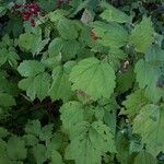 Actaea rubra habit picture by Berthelot Chantal Marie (cc-by-sa)