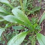 Plantago tomentosa leaf picture by Cenoz Enrique (cc-by-sa)