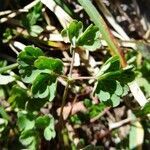 Aquilegia pyrenaica leaf picture by Alain Bigou (cc-by-sa)