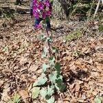 Lunaria annua habit picture by Katrin Buser (cc-by-sa)