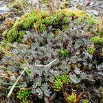 Lupinus kunthii habit picture by Fabien Anthelme (cc-by-sa)