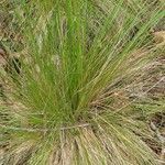 Festuca filiformis leaf picture by Michel AMBROISE (cc-by-sa)