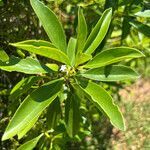 Myoporum crassifolium flower picture by nicoplant (cc-by-sa)