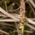 Carex ericetorum fruit picture by Martin Bishop (cc-by-sa)