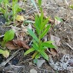 Asclepias tuberosa habit picture by tufty_jam_bean (cc-by-sa)