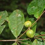 Eugenia basilaris fruit picture by Nelson Zamora Villalobos (cc-by-nc)