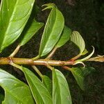 Drymonia stenophylla leaf picture by Nelson Zamora Villalobos (cc-by-nc)