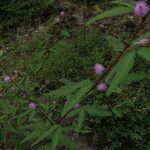 Mimosa xanthocentra habit picture by Nelson Zamora Villalobos (cc-by-nc)