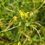 Sisymbrium altissimum flower picture by Sebastien Tides (cc-by-sa)