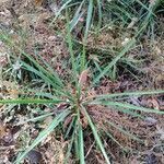 Yucca filamentosa leaf picture by aithena munkyfunk (cc-by-sa)