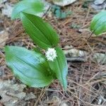 Maianthemum canadense leaf picture by Rodrigly (cc-by-sa)