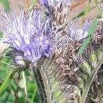 Phacelia tanacetifolia fruit picture by Anne-Marie Jegou (cc-by-sa)