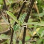 Barleria lupulina leaf picture by Anas Khan (cc-by-sa)