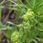 Ranunculus arvensis fruit picture by lower case t (cc-by-sa)