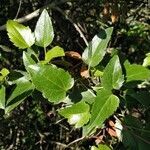 Clematis cirrhosa leaf picture by Lorenzo Varela (cc-by-sa)