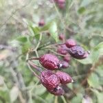 Rosa pouzinii fruit picture by Hck Soham (cc-by-sa)