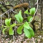 Rhamnus alpina leaf picture by claude lerat -gentet Mme (cc-by-sa)