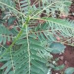 Sesbania grandiflora leaf picture by gunalan v (cc-by-sa)