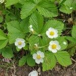 Fragaria viridis flower picture by Ar Re (cc-by-sa)