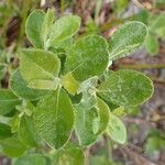 Salix cinerea habit picture by Yoan MARTIN (cc-by-sa)