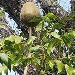 Swietenia mahagoni fruit picture by k sullivan (cc-by-sa)