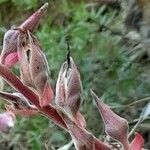 Puya spathacea flower picture by Trap Hers (cc-by-sa)