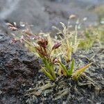 Poa pauciflora habit picture by Fabien Anthelme (cc-by-sa)