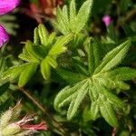 Geranium sanguineum leaf picture by Pierre LEON (cc-by-sa)