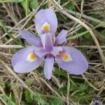 Moraea sisyrinchium flower picture by Anna Anna (cc-by-sa)