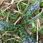 Dactylorhiza maculata leaf picture by toth gergely (cc-by-sa)