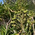 Euphorbia mellifera fruit picture by Szabolcs Frater (cc-by-sa)