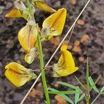 Crotalaria deserticola flower picture by susan brown (cc-by-sa)